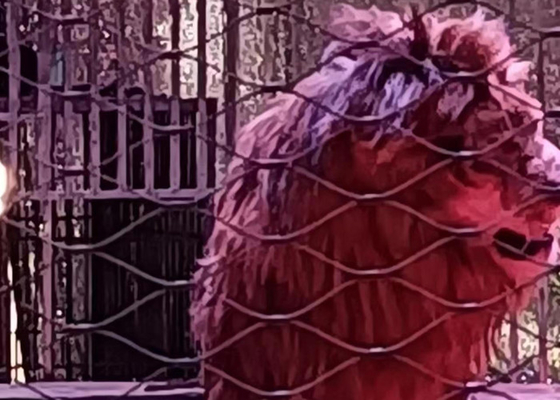 Κλειστό δίχτυ σιδηροτροχιάς από ανοξείδωτο χάλυβα για ζώα 7 X 19