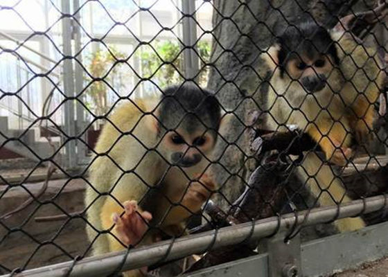 Μαύρος πιάνοντας υφαμένος διαμάντι τύπος πλέγματος σχοινιών κλουβιών οξειδίων εύκαμπτος SS