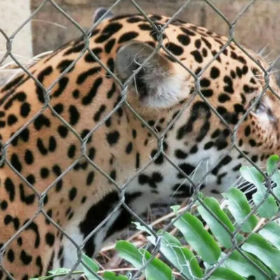 304 316 316L Ατσάλινο σύρμα σχοινί Ζωολογικό φράχτη Δίκτυο