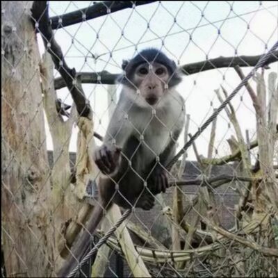 316 Ευέλικτο ατσάλι X Τένντ καλωδιακό δίχτυ για φράχτη ασφαλείας κήπου ζωολογικού κήπου