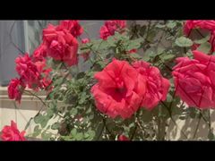 Μαύρο πλέγμα καλωδίων από ανοξείδωτο χάλυβα